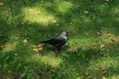 Corvus monedula