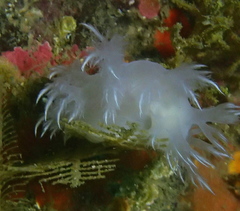 Dendronotus dalli