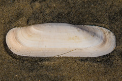 Tagelus californianus image