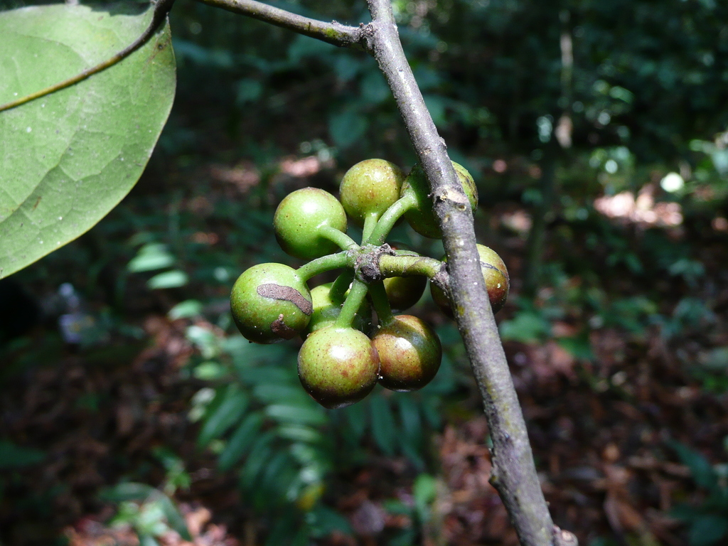 Greenwayodendron oliveri