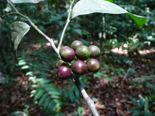 Greenwayodendron oliveri observed 2009-03-13