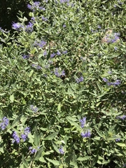 Caryopteris × clandonensis