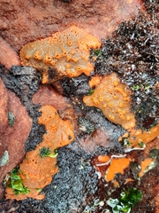 Hymeniacidon perlevis