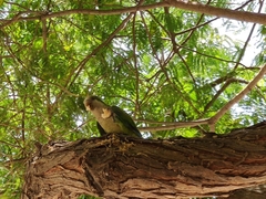 Myiopsitta monachus