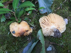Russula earlei