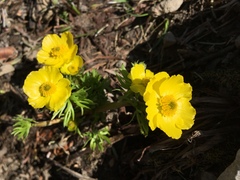 Ranunculus adoneus