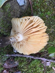 Russula earlei