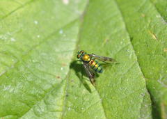 Condylostylus occidentalis
