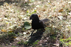 Crotophaga sulcirostris