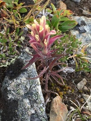 Castilleja hyperborea