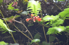 Fuchsia fulgens