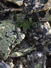 Thamnolia vermicularis