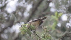 Pyrocephalus rubinus