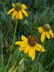 Rudbeckia glaucescens