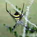 Northern Saint Andrew's Cross Spider - Photo (c) dr.scott.mills, some rights reserved (CC BY-SA), uploaded by Scott Mills