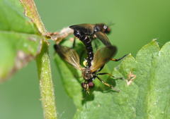 Eudioctria sackeni