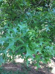 Quercus coccinea