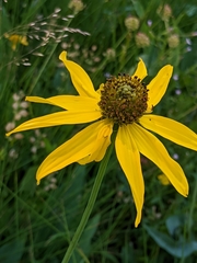 Rudbeckia glaucescens