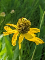 Rudbeckia glaucescens