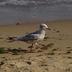 Chroicocephalus ridibundus