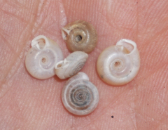 Polygyra septemvolva