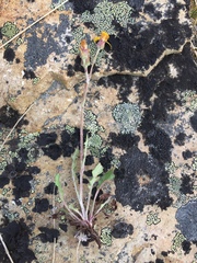 Packera ogotorukensis