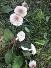 Lepiota lilacea