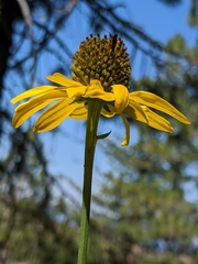 Rudbeckia glaucescens