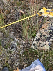 Packera ogotorukensis