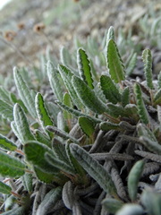 Dryas ajanensis