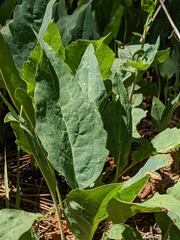 Rudbeckia glaucescens