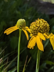 Rudbeckia glaucescens