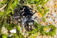 Cicindela latesignata