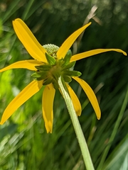 Rudbeckia glaucescens