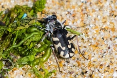 Cicindela latesignata