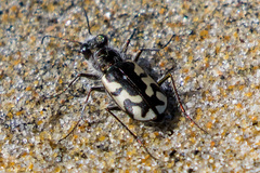 Cicindela latesignata