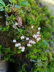 Harrimanella hypnoides