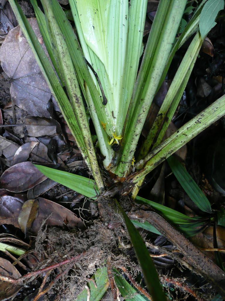 Maschalocephalus