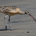 Curlews - Photo (c) BJ Stacey, some rights reserved (CC BY-NC), uploaded by BJ Stacey