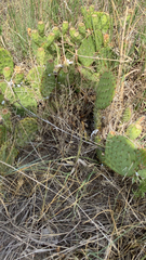 Opuntia polyacantha