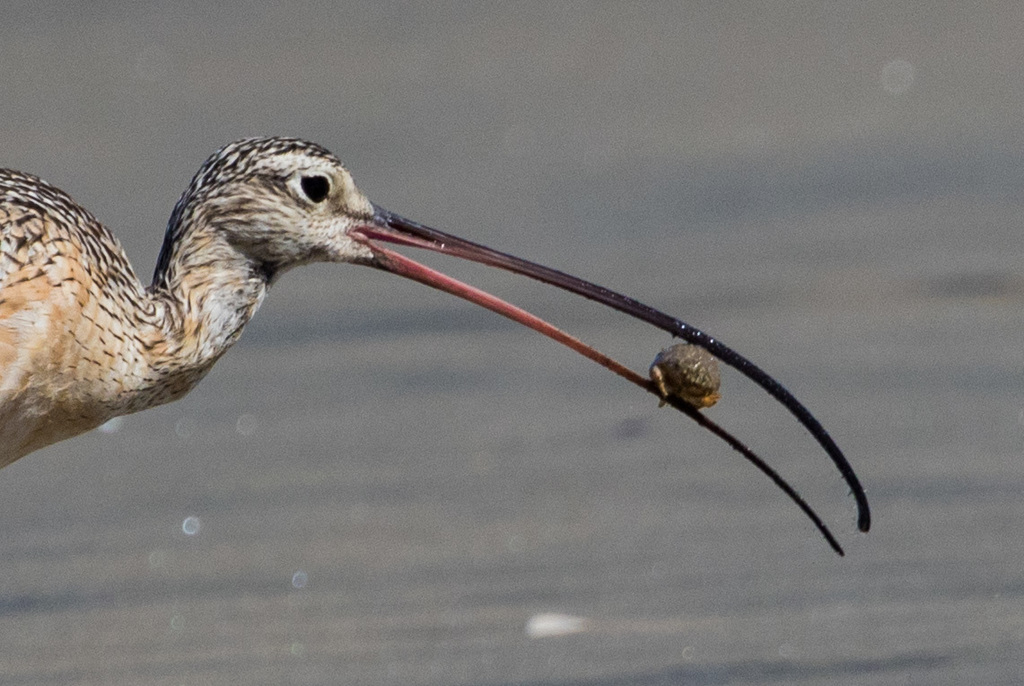 Long-billed Curlew