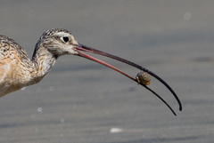 Long-Billed Curlew photo 6