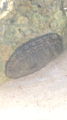 Chiton tuberculatus