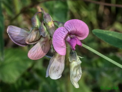 Lathyrus heterophyllus