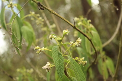 Lippia hirsuta