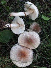 Lepiota lilacea