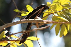Crotophaga sulcirostris