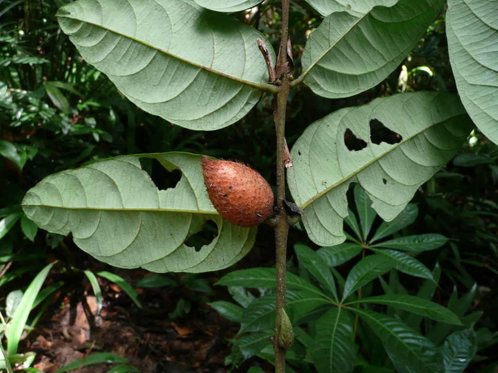 Diospyros chevalieri (Diospyros chevalieri)
