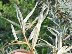 Aceria hippophaena