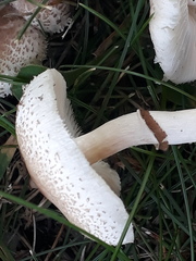 Lepiota lilacea